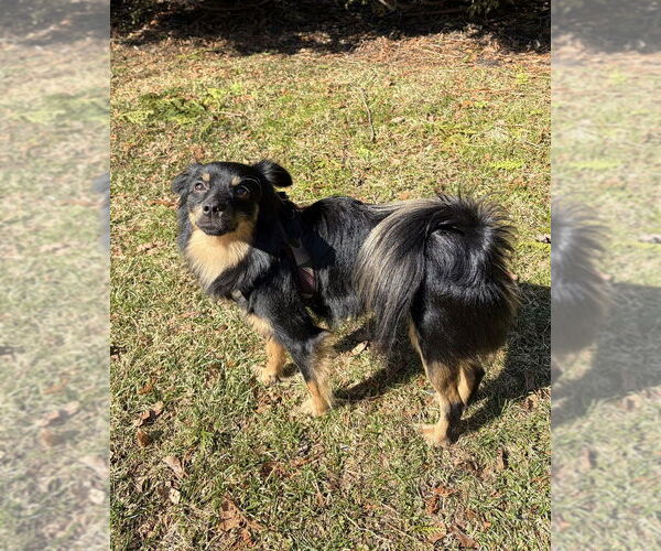 Medium Photo #4 Paperanian Puppy For Sale in Brewster, NY, USA