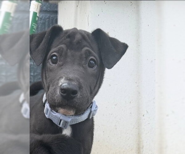 Medium Photo #3 American Pit Bull Terrier-American Staffordshire Terrier Mix Puppy For Sale in Chester, VA, USA
