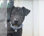 Small #2 American Pit Bull Terrier-American Staffordshire Terrier Mix