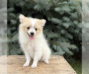 Pomeranian Puppy for sale in MIDDLEBURY, IN, USA