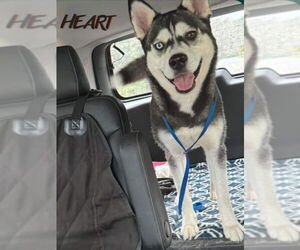 Siberian Husky Dogs for adoption in Severn, MD, USA