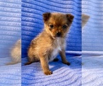 Small #4 Pomeranian