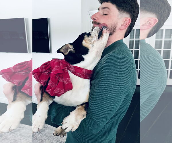 Medium Photo #2 Bulldog Puppy For Sale in Dumont, NJ, USA