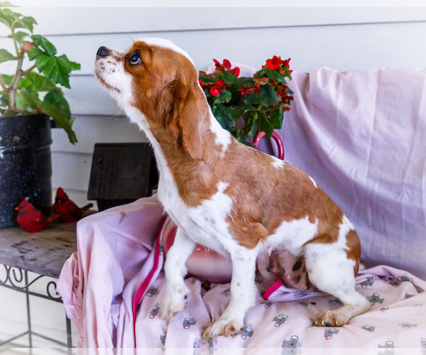 Medium Photo #1 Cockalier Puppy For Sale in WAKARUSA, IN, USA