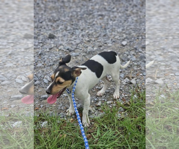 Medium Photo #7 Dachshund-Jack Russell Terrier Mix Puppy For Sale in Wakefield, RI, USA