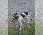 Small #6 Dachshund-Jack Russell Terrier Mix