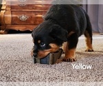 Puppy Yellow Rottweiler