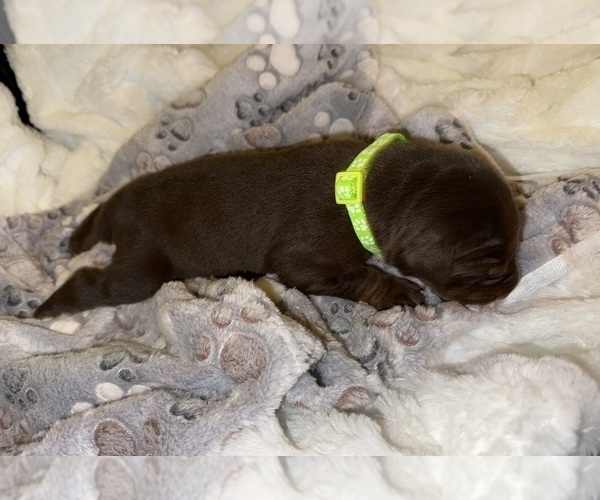 Medium Photo #7 Doberman Pinscher Puppy For Sale in COOKEVILLE, TN, USA