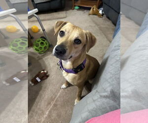 Mutt Dogs for adoption in Ball Ground, GA, USA