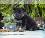 Puppy Aspen German Shepherd Dog