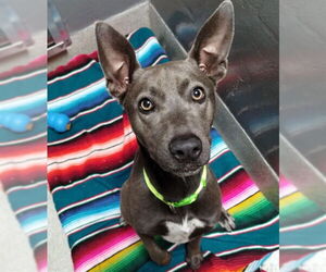 American Staffordshire Terrier-Unknown Mix Dogs for adoption in Alameda, CA, USA