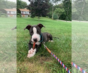 BT Walker-Mutt Mix Puppy for sale in WTBY, CT, USA