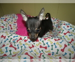 Small Photo #3 Chihuahua Puppy For Sale in PATERSON, NJ, USA