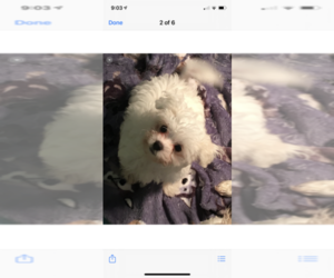 Maltipoo Puppy for sale in SARASOTA, FL, USA