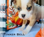 Puppy Tinkerbell Olde English Bulldogge