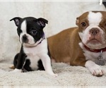 StormFly - Female Boston Terrier Puppy for Sale - Photo #2