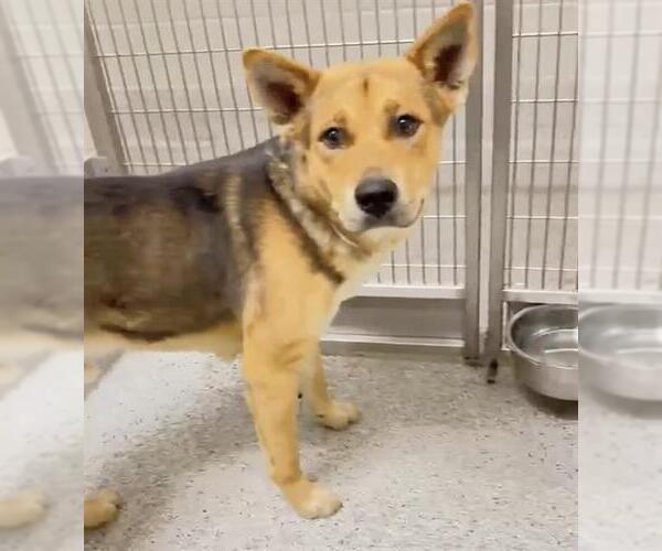 Medium Photo #1 German Shepherd Dog-Unknown Mix Puppy For Sale in Houston, TX, USA