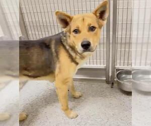 German Shepherd Dog-Unknown Mix Dogs for adoption in Houston, TX, USA
