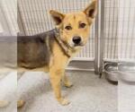 A662992 - Male German Shepherd Dog-Unknown Mix Dog for Adoption - Small photo