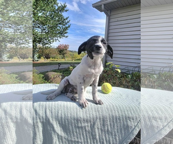 Medium Photo #3 Borador Puppy For Sale in SHERBURNE, NY, USA