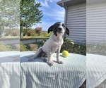 Small #2 Borador