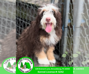 Bernedoodle Dogs for adoption in Stroudsburg, PA, USA