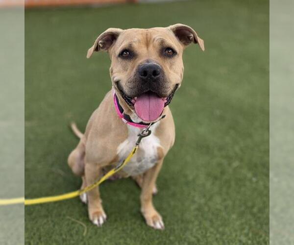 Medium Photo #2 Mutt Puppy For Sale in Las Vegas, NV, USA