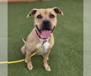 *SAMIRA - Female Mutt Dog for Adoption - Photo #2