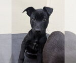 Small Photo #1 Labrador Retriever-Unknown Mix Puppy For Sale in Jefferson, NJ, USA