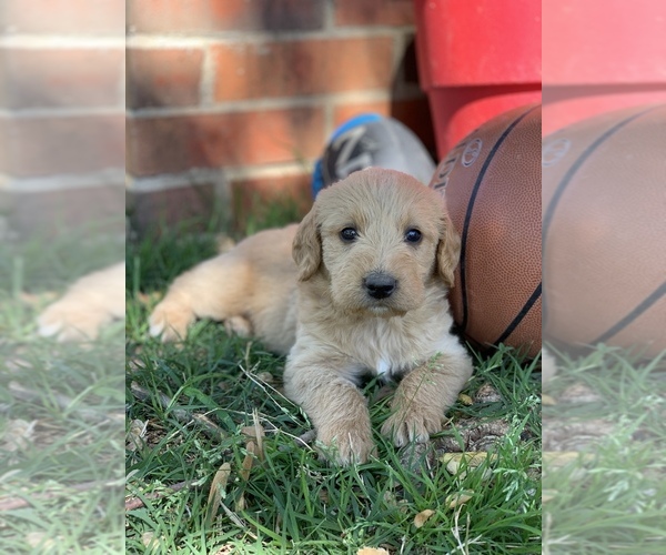 Medium Photo #1 Labradoodle Puppy For Sale in SEDAN, KS, USA