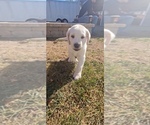 Puppy Orange Labrador Retriever