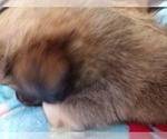 Small #12 Maltipom