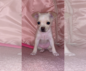 Chihuahua Puppy for sale in LANSING, MI, USA