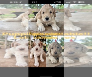 Doodle-Labradoodle Mix Puppy for Sale in CYPRESS, Texas USA