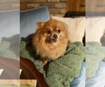 Small Pomeranian