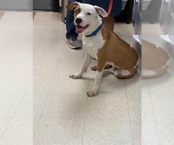 Medium Photo #1 Mutt Puppy For Sale in Sugar Land, TX, USA