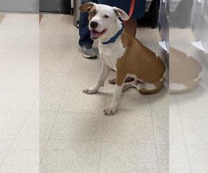 Mutt Dogs for adoption in Sugar Land, TX, USA