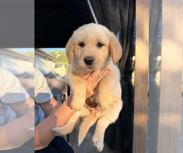 Medium Photo #1 Goberian-Golden Labrador Mix Puppy For Sale in LA CENTER, WA, USA