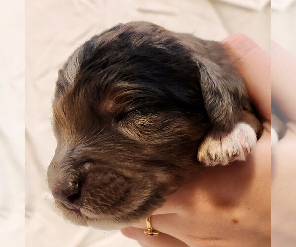 Medium Photo #6 F2 Aussiedoodle Puppy For Sale in COLUMBIA, TN, USA
