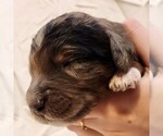 Small #5 F2 Aussiedoodle