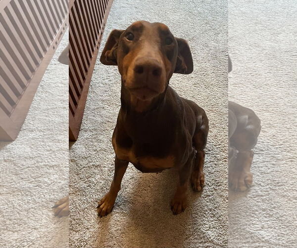 Medium Photo #1 Doberman Pinscher Puppy For Sale in Minneaoplis, MN, USA