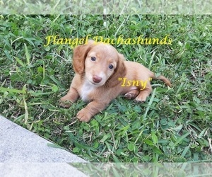 Dachshund Puppy for sale in CUTLER BAY, FL, USA