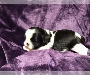 Shih Tzu Puppy for sale in SAN MATEO, CA, USA