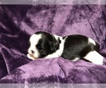 Small Shih Tzu