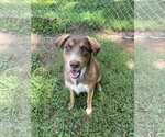Small #1 Australian Shepherd Mix