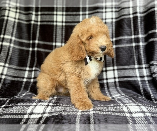 Medium Photo #3 Cock-A-Poo Puppy For Sale in LAKELAND, FL, USA