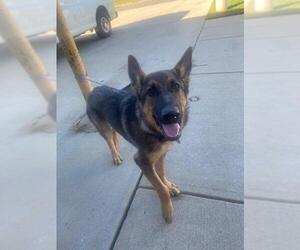 German Shepherd Dog Dogs for adoption in Forestville, MD, USA