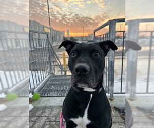 CLYDE - Male Labrador Retriever-Unknown Mix Dog for Adoption - Photo #2