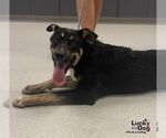 Small #2 Labrador Retriever Mix