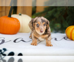 Puppy Leo Dachshund